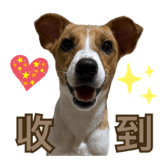 傑克羅素梗玖玖JOJO Jack russell 2024