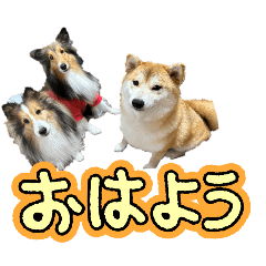柴犬とシェルティーのおはようスタンプ Line スタンプ Line Store
