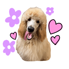 Standard poodle Leo