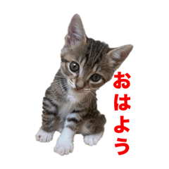 cat stamp (5 cats)