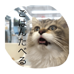 Mitsuki_20250105174756