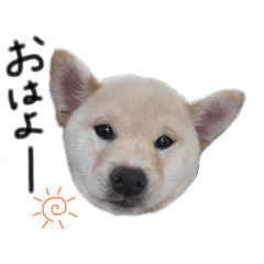 hachikun_20250105190628