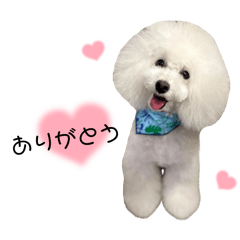 LOVE_Poodle