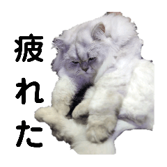 Persia cat Daily