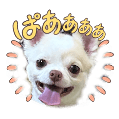 umeboshi.dog