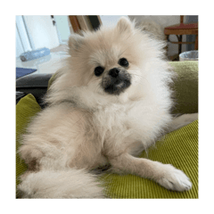 Yuzu The Pomeranian Ver.2