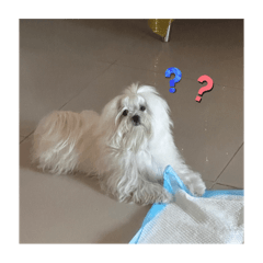 あにき的圖