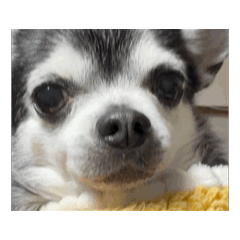 chan_20250107033917