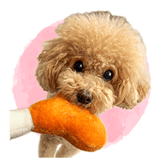 Cute Toy Poodle Dog Sticker 2025