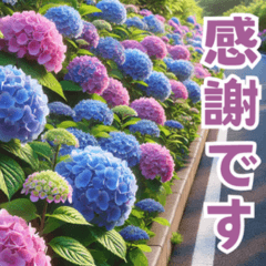 hydrangea -seasonal flowers-