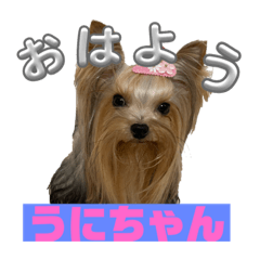 I am Uni -chan,a girl Yorkshire Terrier