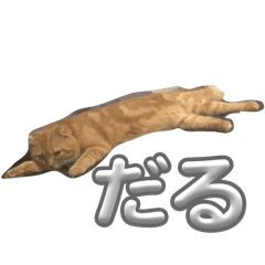 rai_20250107001300