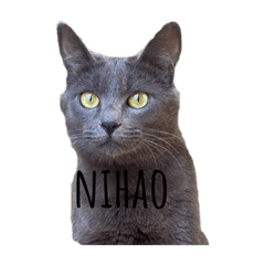 貓的stamps my neme is mii