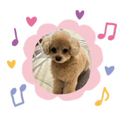 SUI toy poodle 1