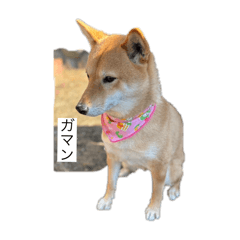 PeiPei_20250106231143