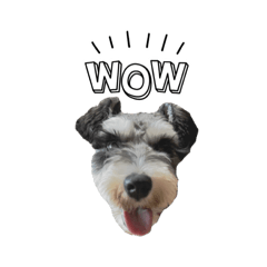 Pi-chan, a Schnauzer