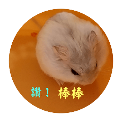 麻吉鼠（雪球）