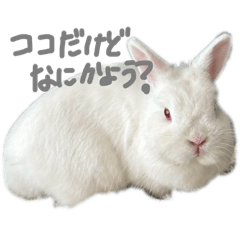 coco_20250107164611
