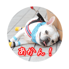 French bulldog Petit WORL_20250107145009