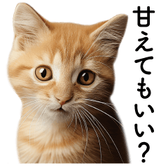 Cute and sweet kitten meme