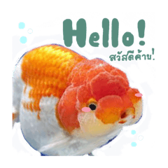 Goldfish name Ice cream <V2>