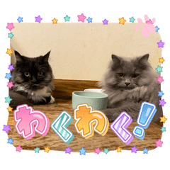 raika_20250107194829