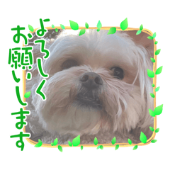 Kiyomi_20250107204215