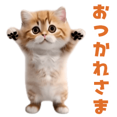 飛び出す!ダンス猫