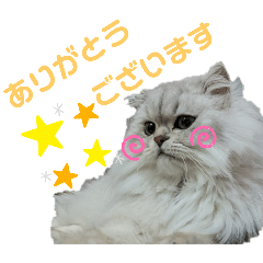 Persia and chinchilla Love STAMP