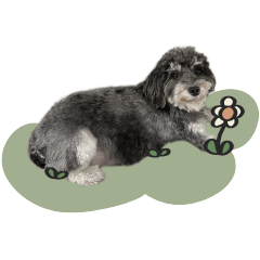 FUUWA schnoodle