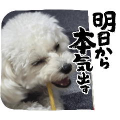 pupu_20250108161050