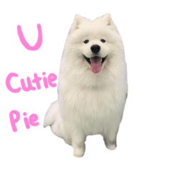 Doggies in your area