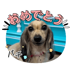 hanachan-sutomp