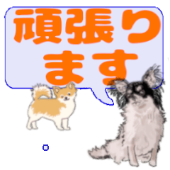 Azami's letters Chihuahua (2)