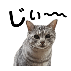 ネコのアッシュとルナ４