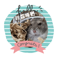 鼠豬豬條