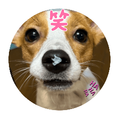 jackrussellterrier potepun stamp