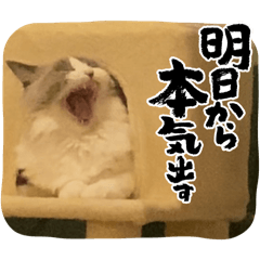 Tomoyo_20250108154102