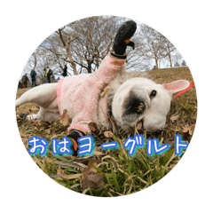 French bulldog Petit WORL_20250108153929