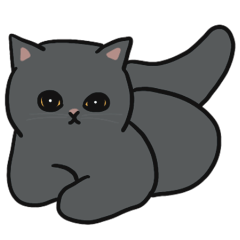 The British Shorthair - Daily 3