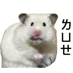 Chinghsien_Milk_Hamster