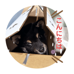 Chisa_20250109165833