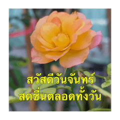 Sawasdee wandee – LINE stickers | LINE STORE