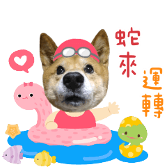4個毛孩2個爸