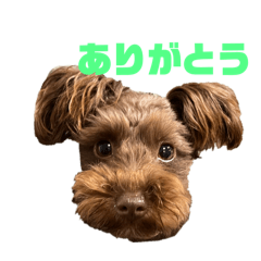 potato_20250109195315