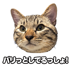 Kijitora_Kotarou_cat_Sticker_2