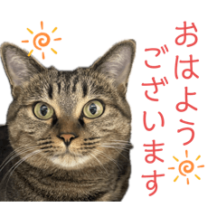 imacoco_20250109202407