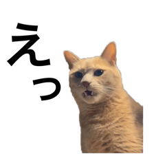 CHUBBY_20250109183026