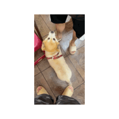 狗狗與狗