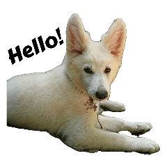 white shepherd Luna M